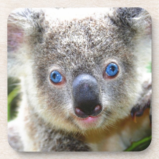 Dessous-de-verre Koala Bears (Devant)