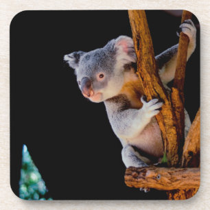 Dessous-de-verre Koala Cute en gris arbre