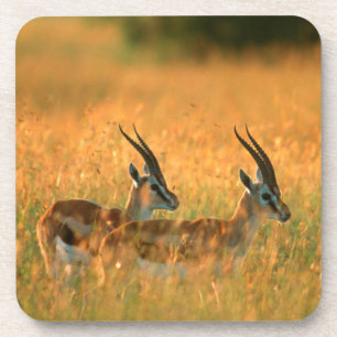 Dessous-de-verre La gazelle de Thomson (Gazella Thomsonii) à l'aube