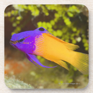 Dessous-de-verre La vie sous-marine, POISSON :  un Basslet féerique