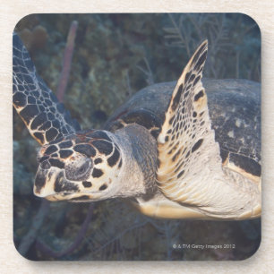 Dessous-de-verre La vie sous-marine : Une tortue de mer de
