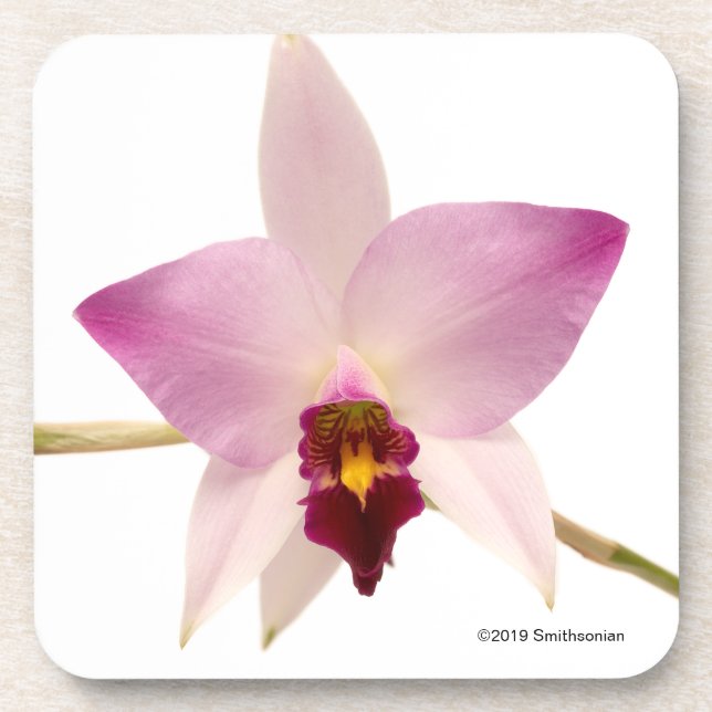 Dessous-de-verre Laelia Ancep (Devant)