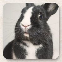 Lapin noir et blanc surpris