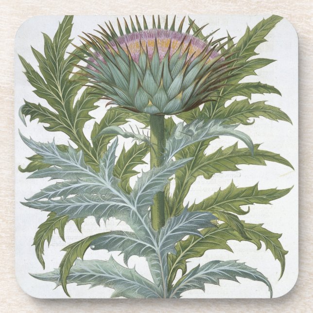 Dessous-de-verre Le cardon, du "Hortus Eystettensis" par Bas (Devant)