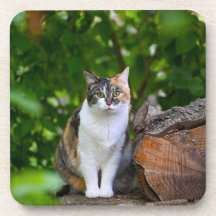 Le Chat   
