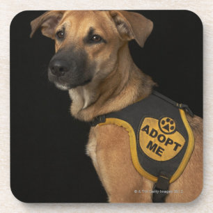 Dessous-de-verre Le chien Brown de délivrance avec m'adoptent gile