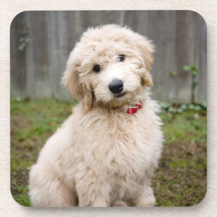 Dessous-de-verre Le Chiot De Goldendoodle S'Assis Dans L'Herbe