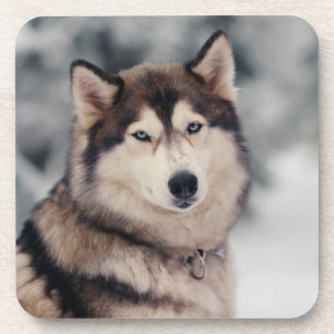 Dessous-de-verre Le magnifique Husky en plein air