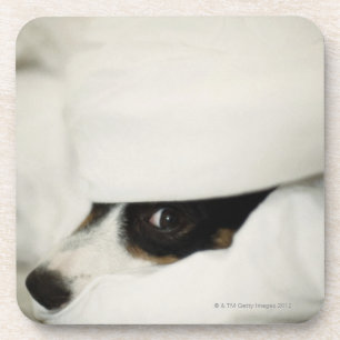 Dessous-de-verre Le nez de chien collant de la literie