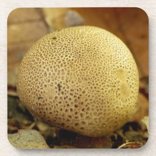 Dessous-de-verre Leopard Earthball Fungus Hard Plastic Coasters