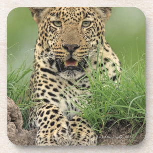 Dessous-de-verre Léopard, pardus de Panthera, jeu de Sabi Sabi