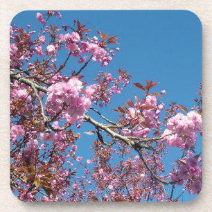Dessous-de-verre Les cerisiers en fleurs du printemps