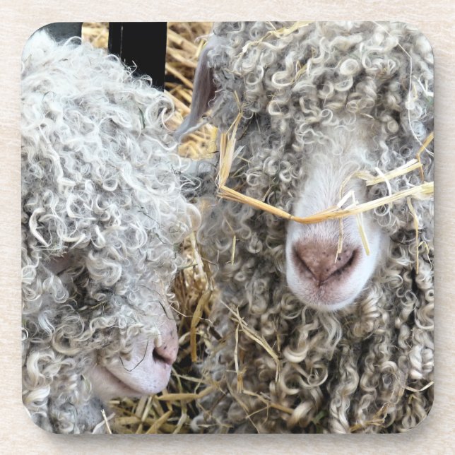 DESSOUS-DE-VERRE LES CHÈTES FRAÎCHES (Devant)