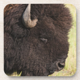 Dessous-de-verre Les Etats-Unis, le Dakota du Sud, bison américain