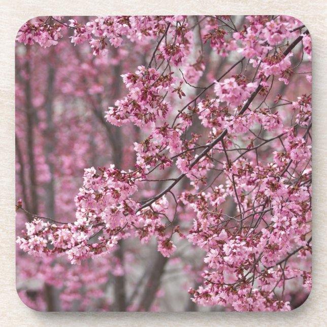 Dessous-de-verre Les fleurs de cerisiers Sakura sont roses (Devant)