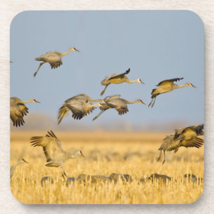 Dessous-de-verre Les grues de Sandhill atterrissent dans les champs