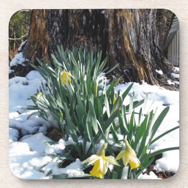 Dessous-de-verre Les jonquilles jaunes dans la neige (Devant)
