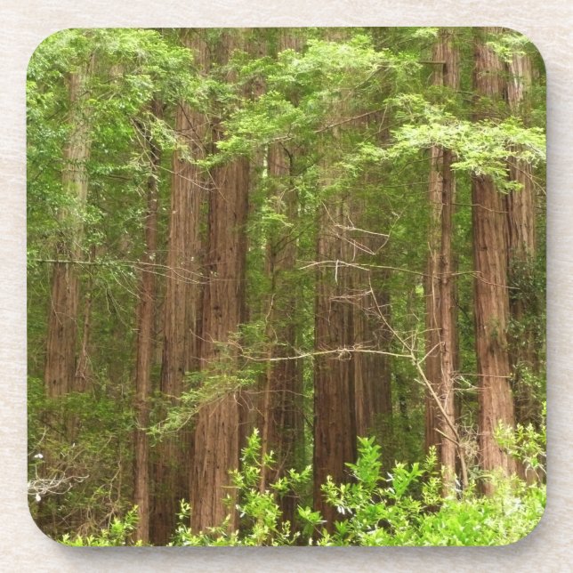 Dessous-de-verre Les séquoias au monument national de Muir Woods (Devant)