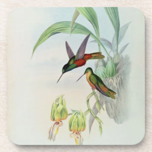 Dessous-de-verre L'étoile de Bonaparte a affronté le colibri