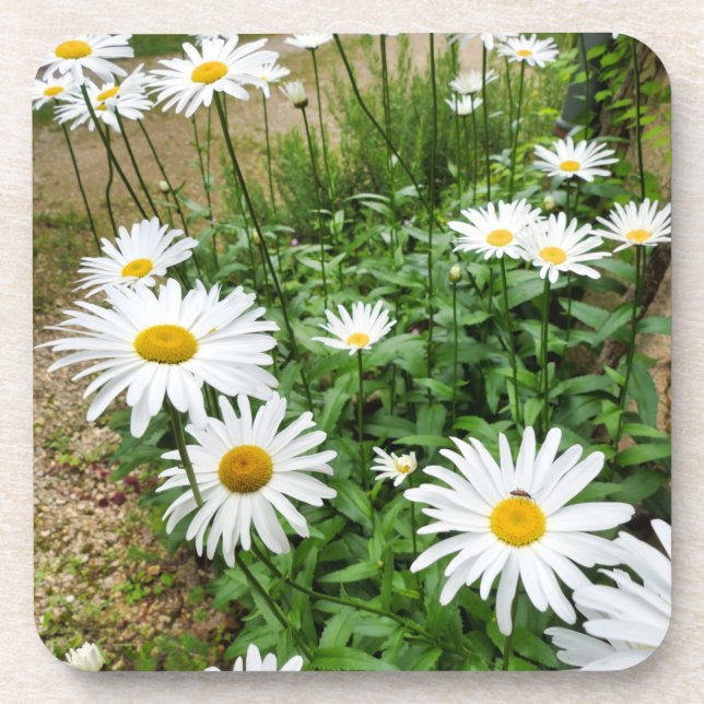 Dessous-de-verre Leucanthemum Blooms (Devant)