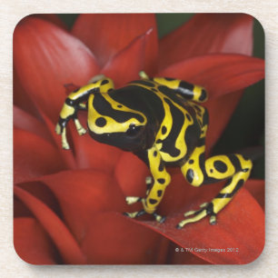 Dessous-de-verre Leucomelas de Dendrobates de grenouille de dard