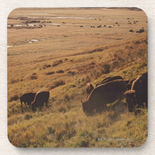 Dessous-de-verre Lever de soleil sur le bison