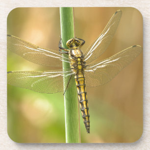 Dessous-de-verre Libellule