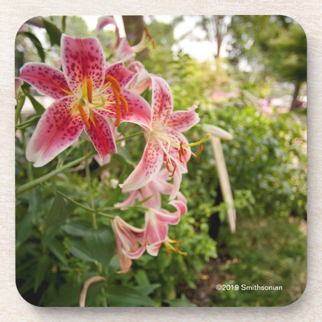 Dessous-de-verre Lillies rose (Devant)