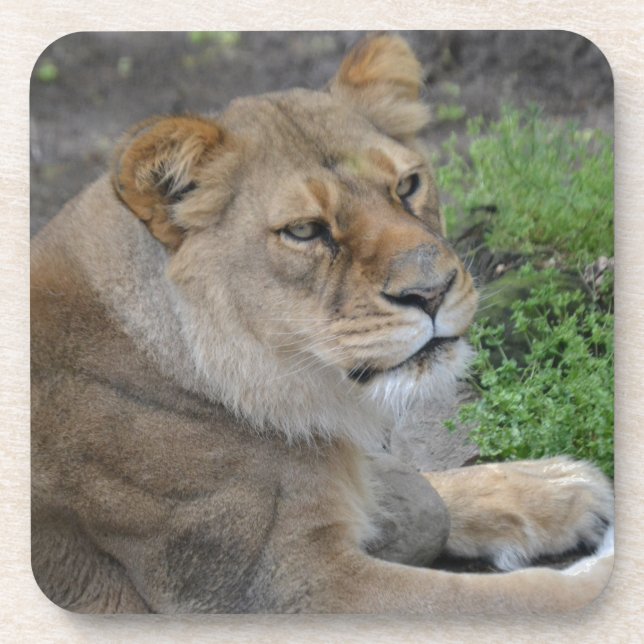Dessous-de-verre Lion (Devant)