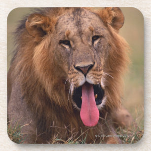 Dessous-de-verre Lion 2