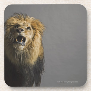 Dessous-de-verre Lion hurlant