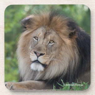 Dessous-de-verre Lion Lounging dans une forêt