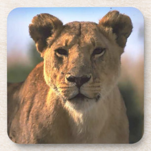 Dessous-de-verre Lion Lovers Femme Lioness