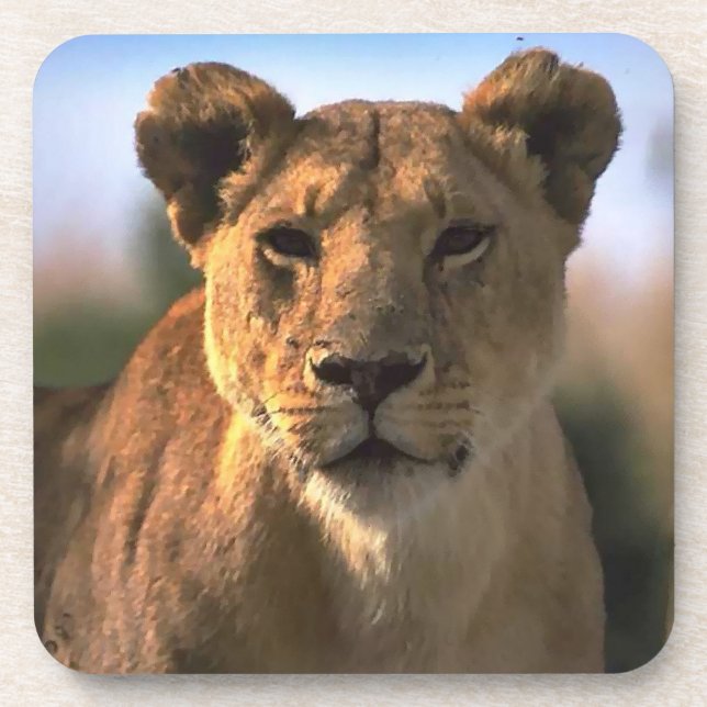 Dessous-de-verre Lion Lovers Femme Lioness (Devant)