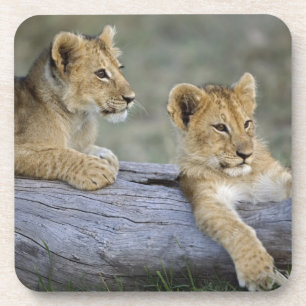 Dessous-de-verre Lionceaux sur rondin