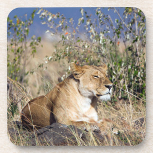 Dessous-de-verre Lioness resting