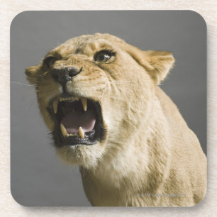 Dessous-de-verre Lionne hurlant