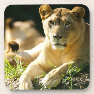 Dessous-de-verre Lions