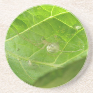 Dessous de verre Little Spider