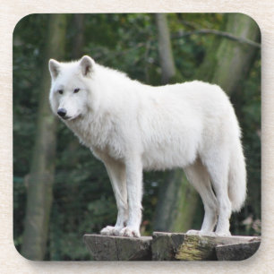 Dessous-de-verre Loup blanc sauvage