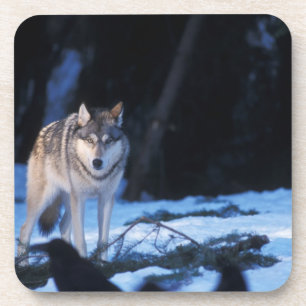 Dessous-de-verre loup gris, Canis lupus, dans les contreforts
