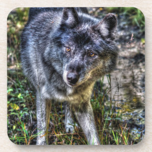 Dessous-de-verre Loup gris et faune sauvage Portrait