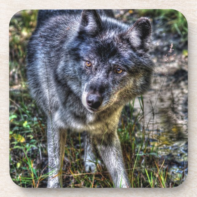 Dessous-de-verre Loup gris et faune sauvage Portrait (Devant)