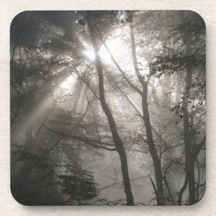 Dessous-de-verre Lumière Solaire À Travers Les Arbres Bois Sombre