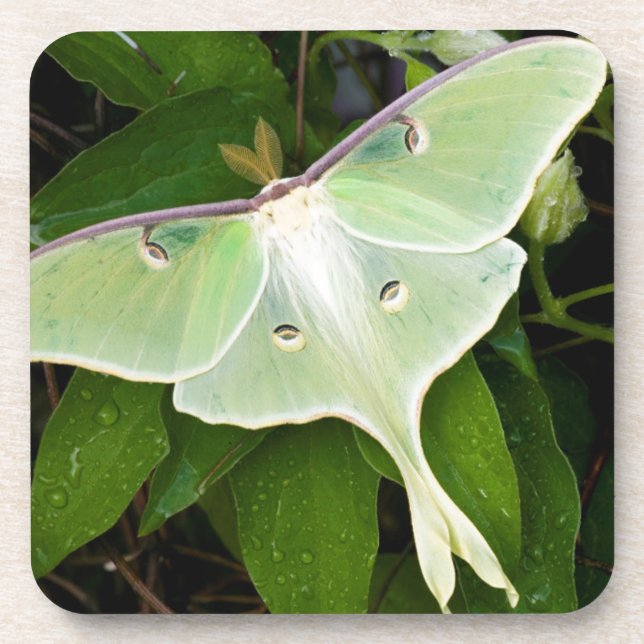 Dessous-de-verre Luna Moth on Carnaby Clematis (Devant)