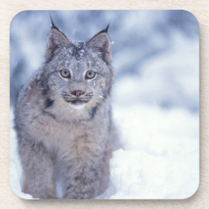Dessous-de-verre Lynx dans la neige au pied des collines