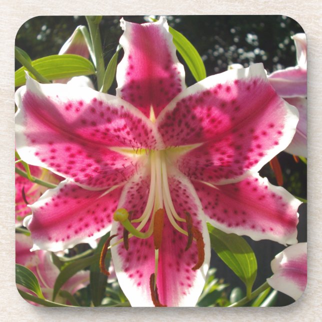 Dessous-de-verre Lys roses fleurs tropicales roses rose (Devant)