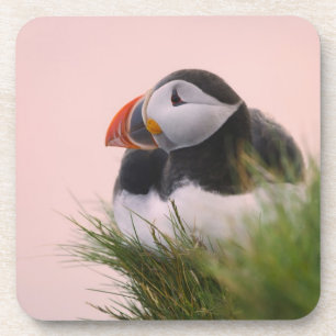 Dessous-de-verre Macareux atlantique (Fratercula arctica)