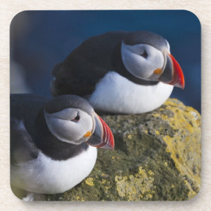 Dessous-de-verre Macareux atlantique (Fratercula arctica) 7