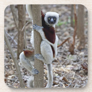 Dessous-de-verre Madagascar, réserve Ankarafantsika; Ampijoroa;